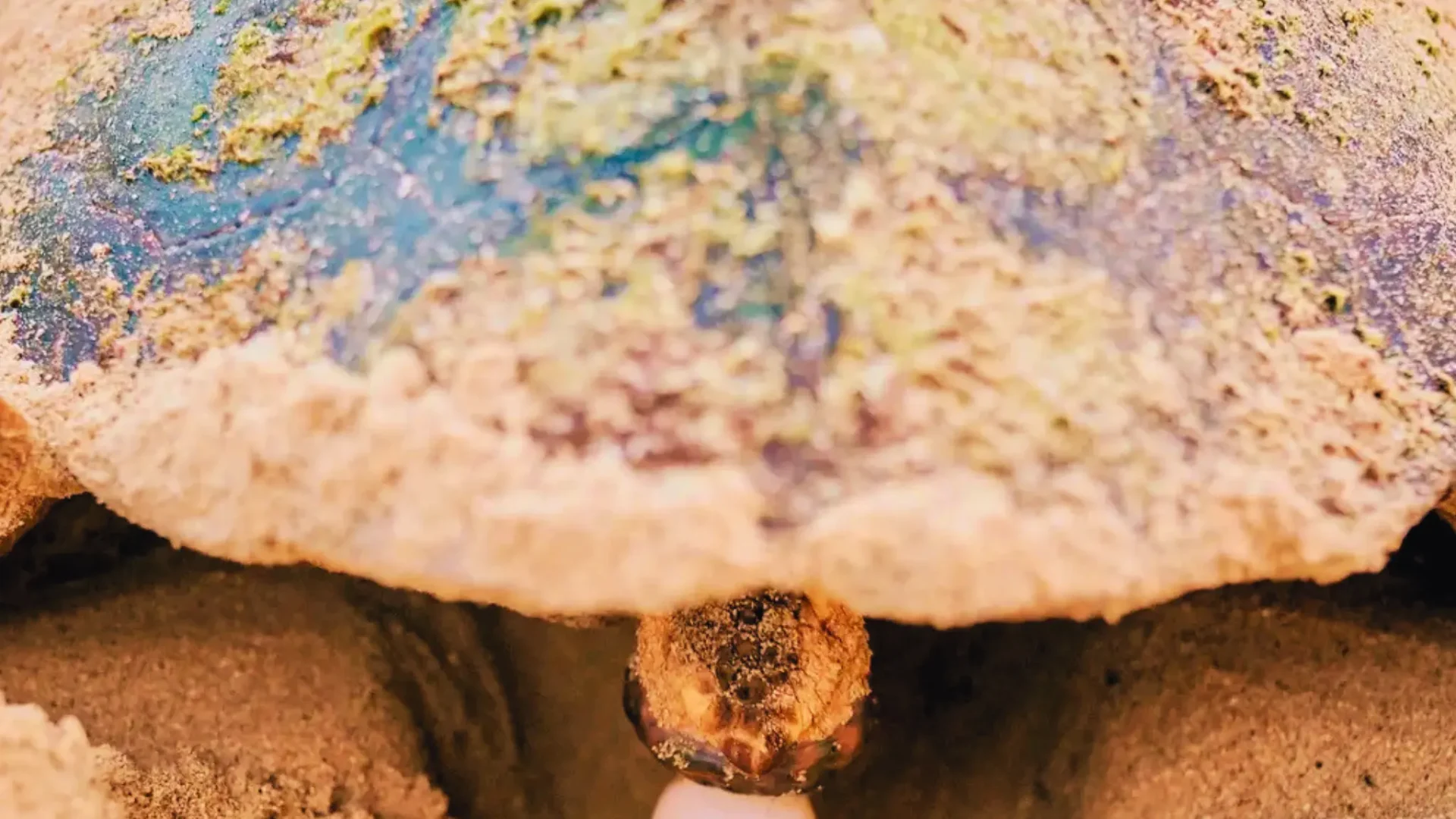 turtle nesting